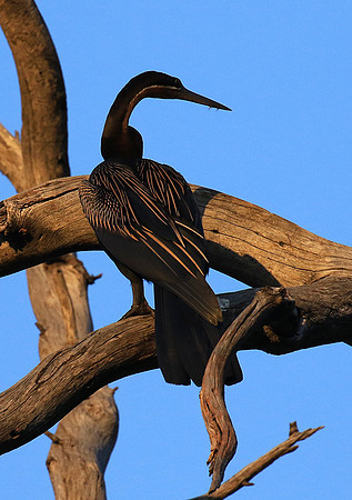 Darter - Malilangwe wildlife reserve