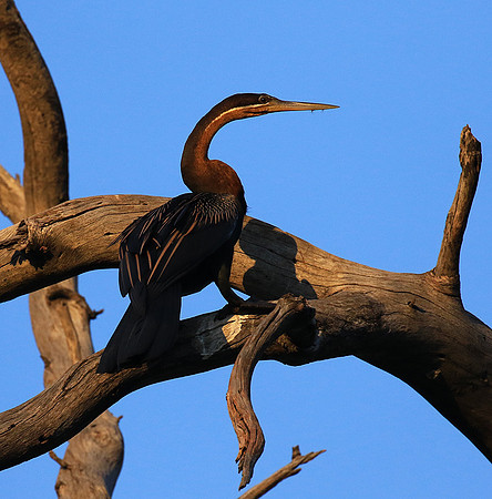 Darter - Malilangwe wildlife reserve
