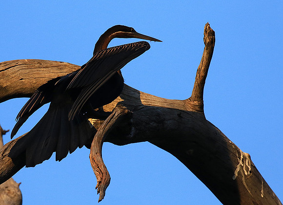 Darter - Malilangwe wildlife reserve
