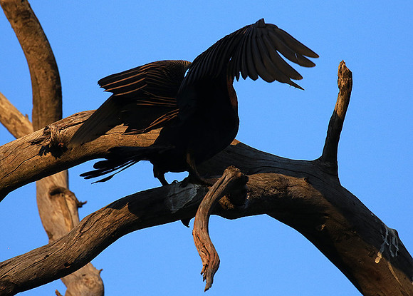 Darter - Malilangwe wildlife reserve