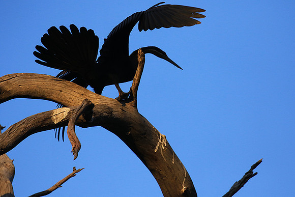 Darter - Malilangwe wildlife reserve