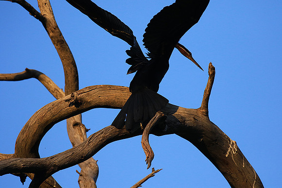 Darter - Malilangwe wildlife reserve