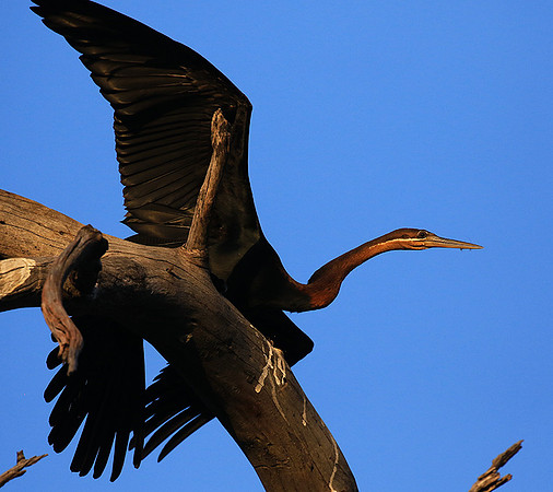 Darter - Malilangwe wildlife reserve