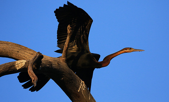 Darter - Malilangwe wildlife reserve