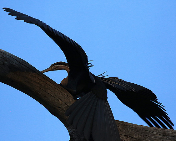 Darter - Malilangwe wildlife reserve