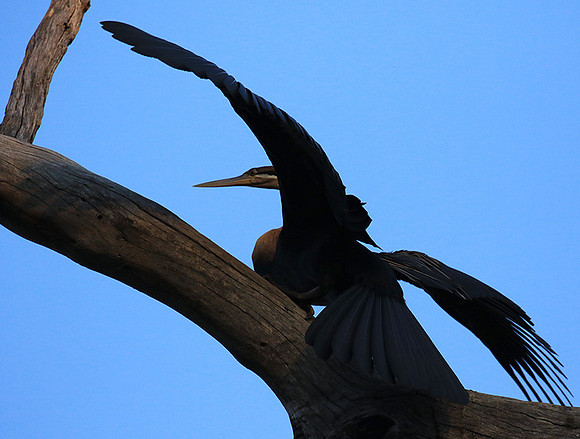 Darter - Malilangwe wildlife reserve