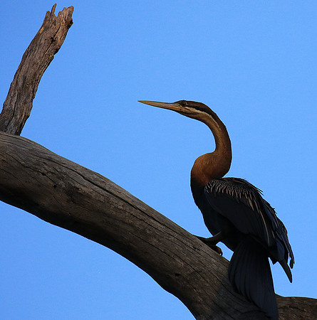 Darter - Malilangwe wildlife reserve