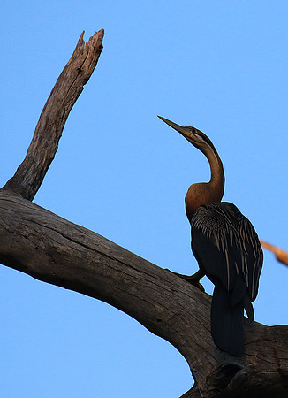 Darter - Malilangwe wildlife reserve