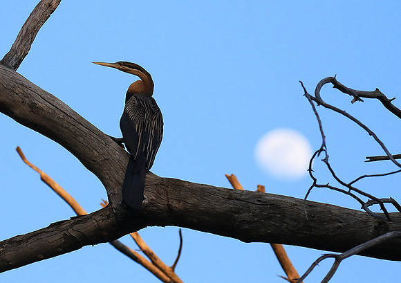 Darter - Malilangwe wildlife reserve