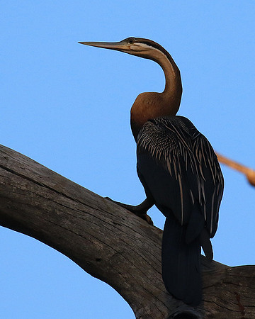 Darter - Malilangwe wildlife reserve