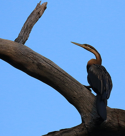 Darter - Malilangwe wildlife reserve