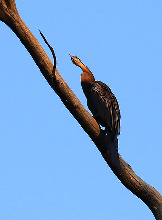Darter - Malilangwe wildlife reserve