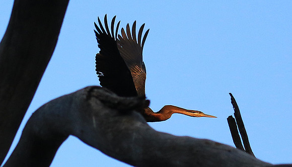 Darter - Malilangwe wildlife reserve