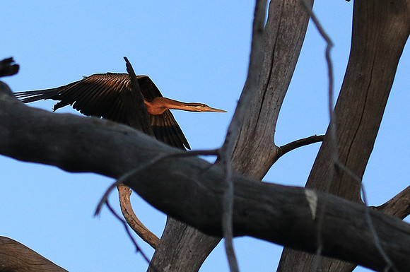 Darter - Malilangwe wildlife reserve