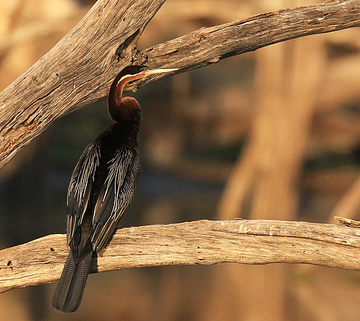 Darter - Malilangwe wildlife reserve