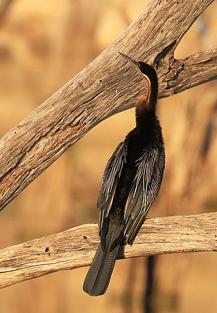 Darter - Malilangwe wildlife reserve