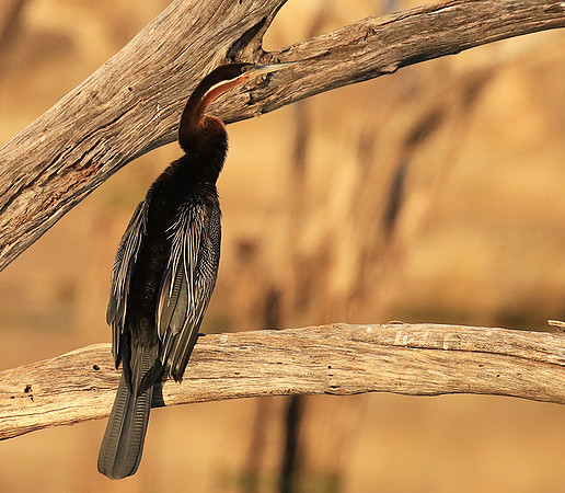 Darter - Malilangwe wildlife reserve
