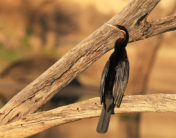 Darter - Malilangwe wildlife reserve