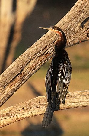 Darter - Malilangwe wildlife reserve