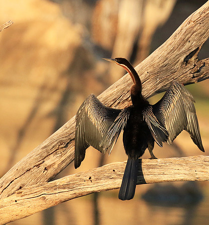 Darter - Malilangwe wildlife reserve