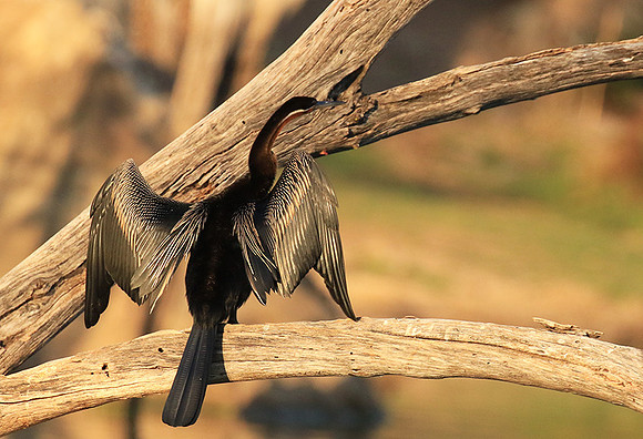 Darter - Malilangwe wildlife reserve