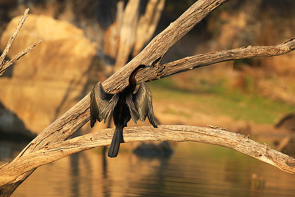 Darter - Malilangwe wildlife reserve