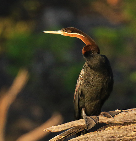 Darter - Malilangwe wildlife reserve