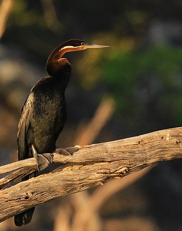 Darter - Malilangwe wildlife reserve