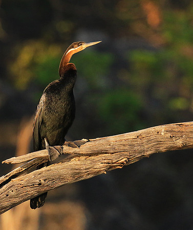 Darter - Malilangwe wildlife reserve