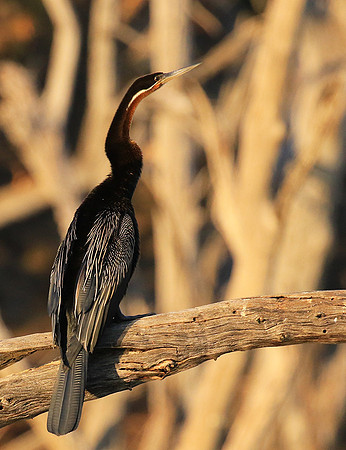 Darter - Malilangwe wildlife reserve