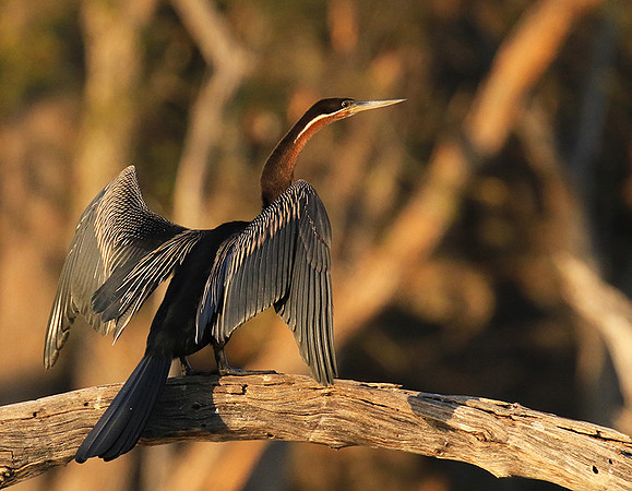 Darter - Malilangwe wildlife reserve