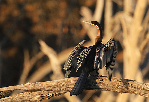 Darter - Malilangwe wildlife reserve