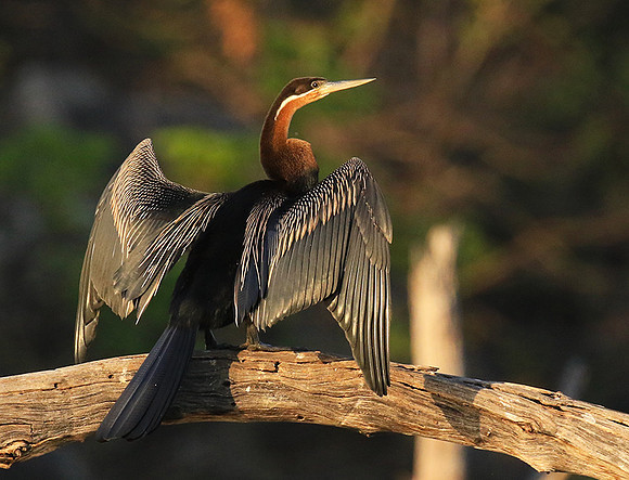 Darter - Malilangwe wildlife reserve