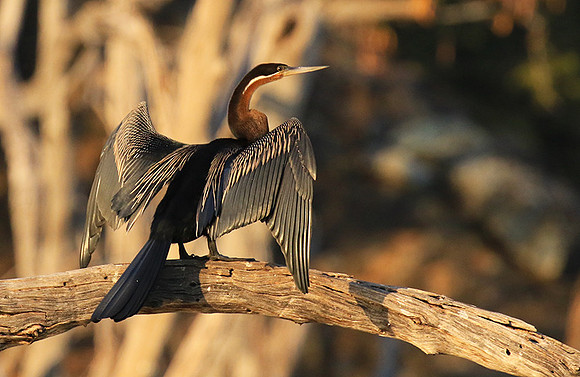 Darter - Malilangwe wildlife reserve