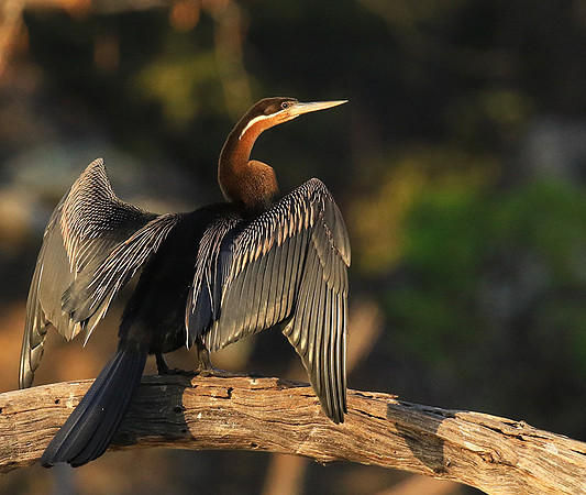 Darter - Malilangwe wildlife reserve