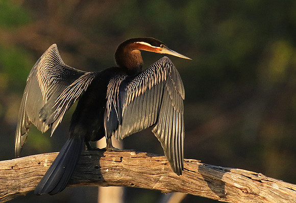 Darter - Malilangwe wildlife reserve