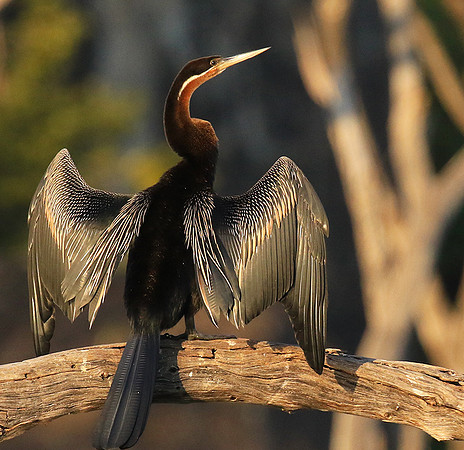 Darter - Malilangwe wildlife reserve
