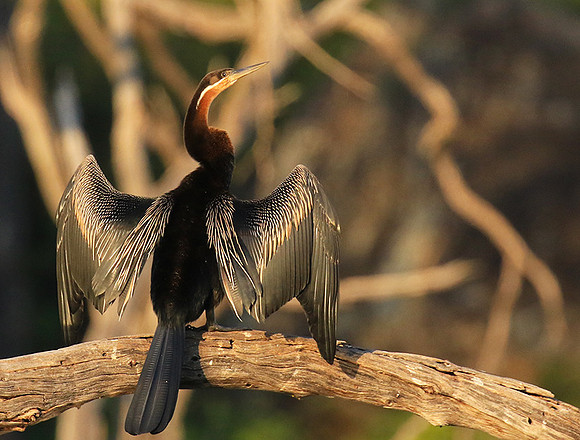 Darter - Malilangwe wildlife reserve