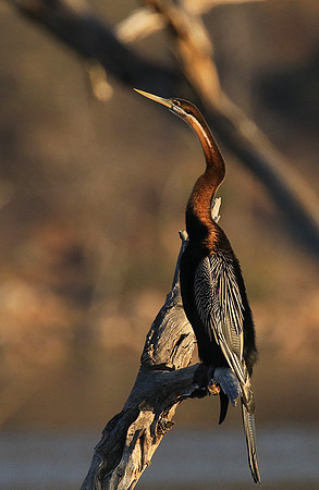 Darter - Malilangwe wildlife reserve