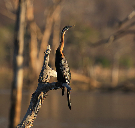 Darter - Malilangwe wildlife reserve