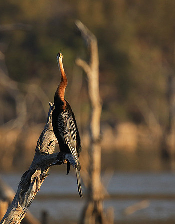 Darter - Malilangwe wildlife reserve