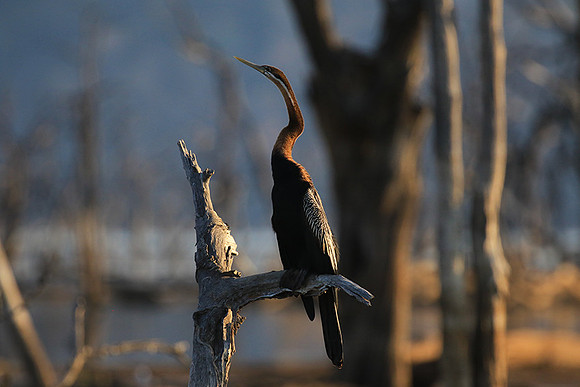 Darter - Malilangwe wildlife reserve