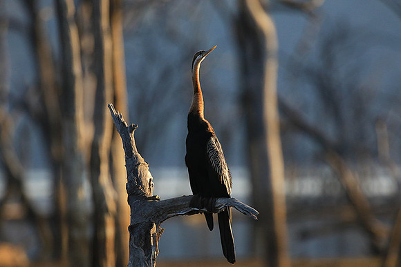 Darter - Malilangwe wildlife reserve