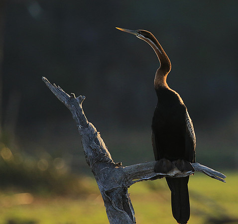 Darter - Malilangwe wildlife reserve
