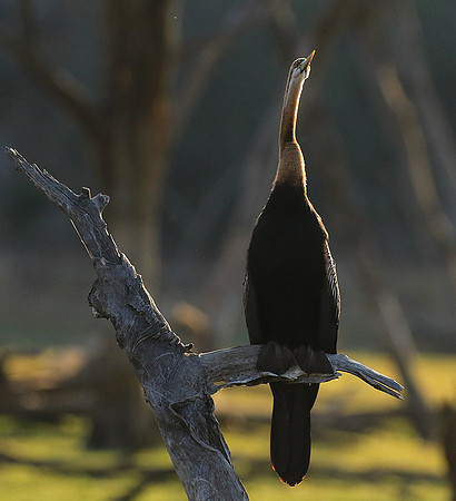 Darter - Malilangwe wildlife reserve