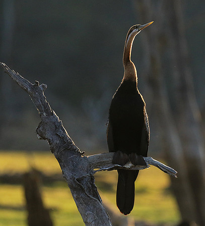 Darter - Malilangwe wildlife reserve