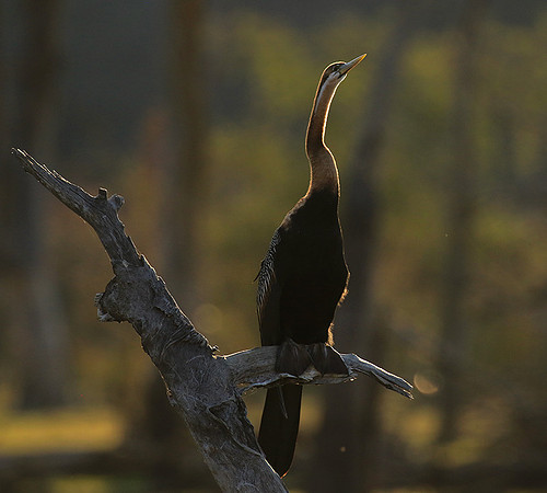 Darter - Malilangwe wildlife reserve