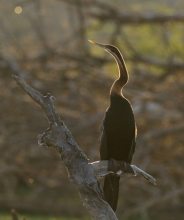 Darter - Malilangwe wildlife reserve