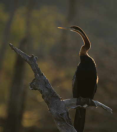 Darter - Malilangwe wildlife reserve