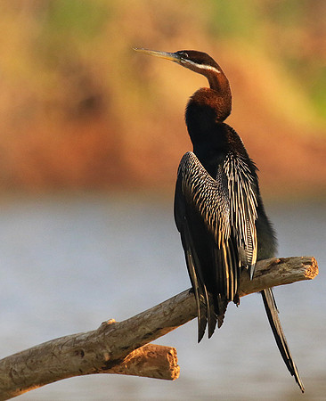 Darter - Malilangwe wildlife reserve